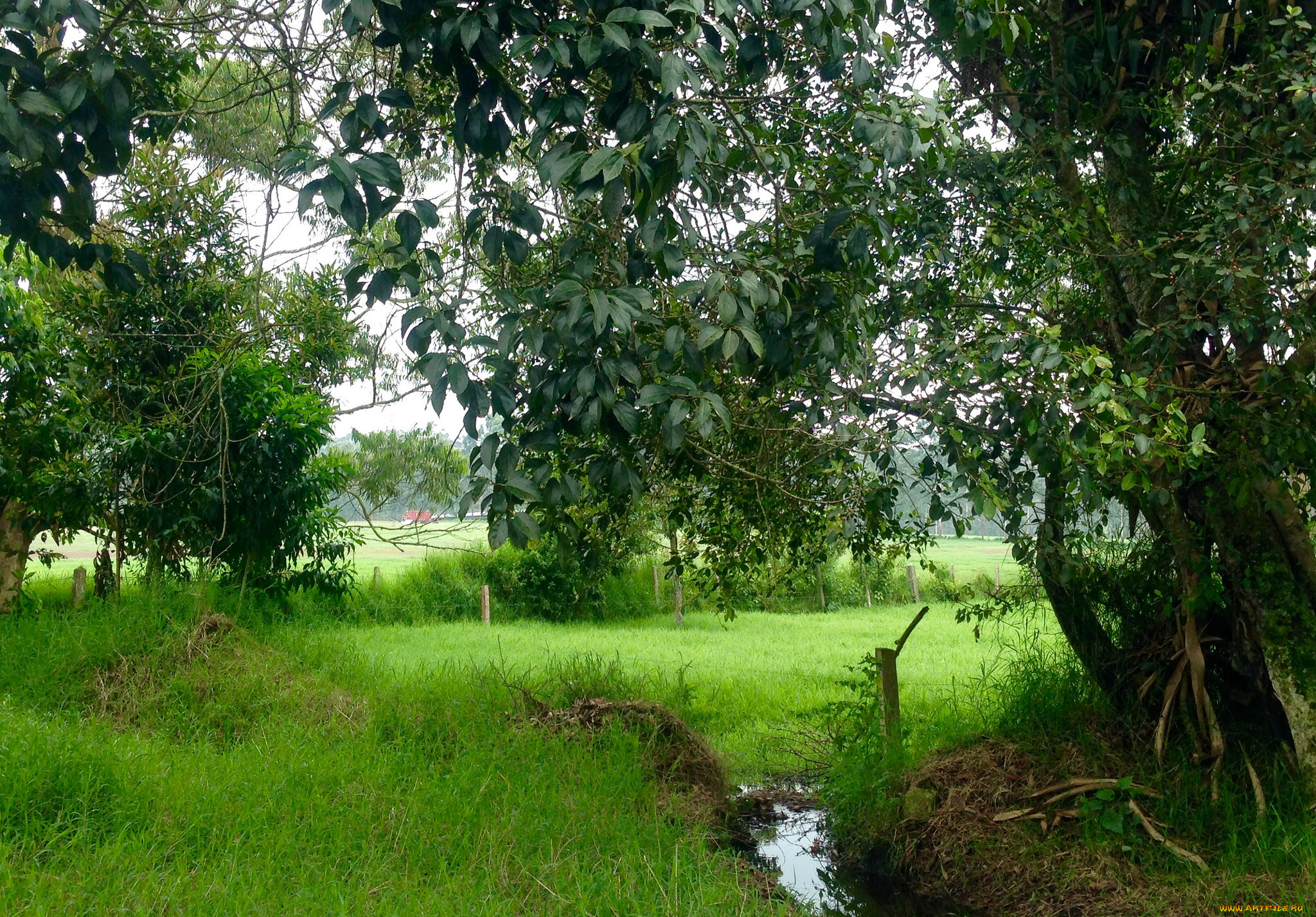 природа, лес, деревья