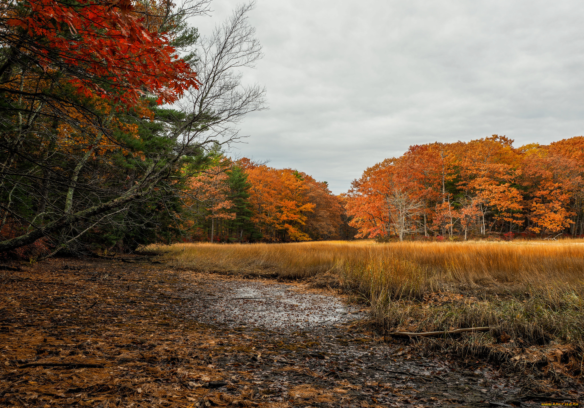 природа, лес, деревья