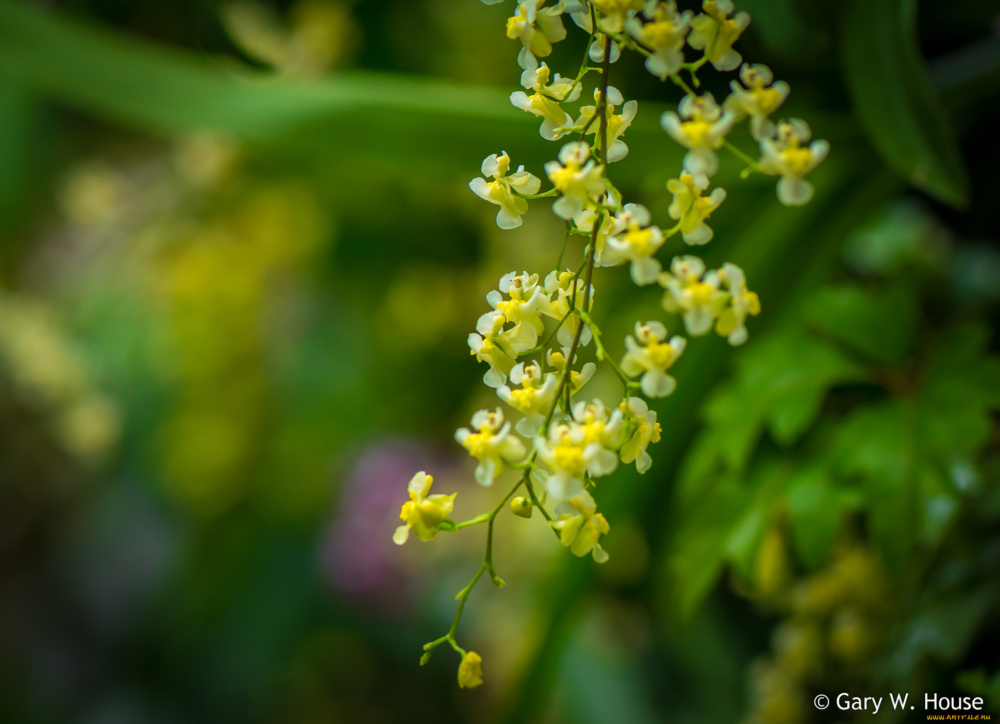 цветы, орхидеи, жёлтые