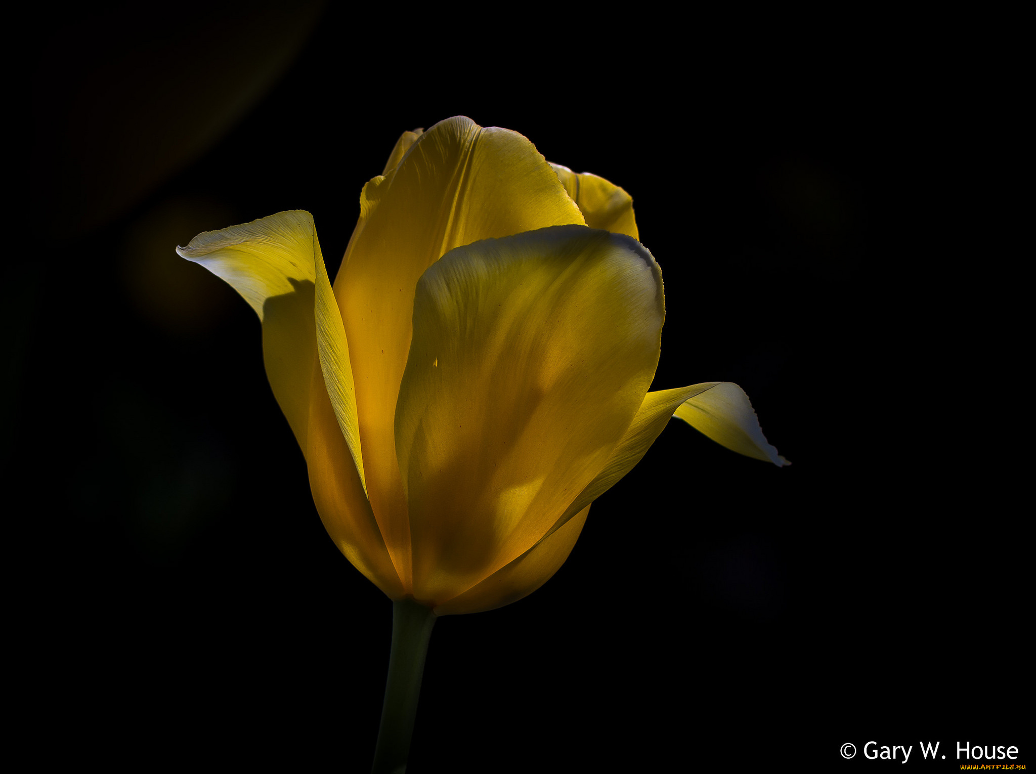 цветы, тюльпаны, жёлтый