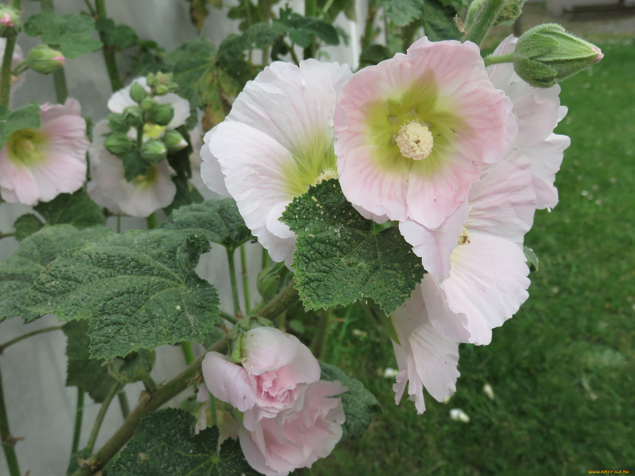 цветы, мальвы, листья, куст, мальва, лето, цветение