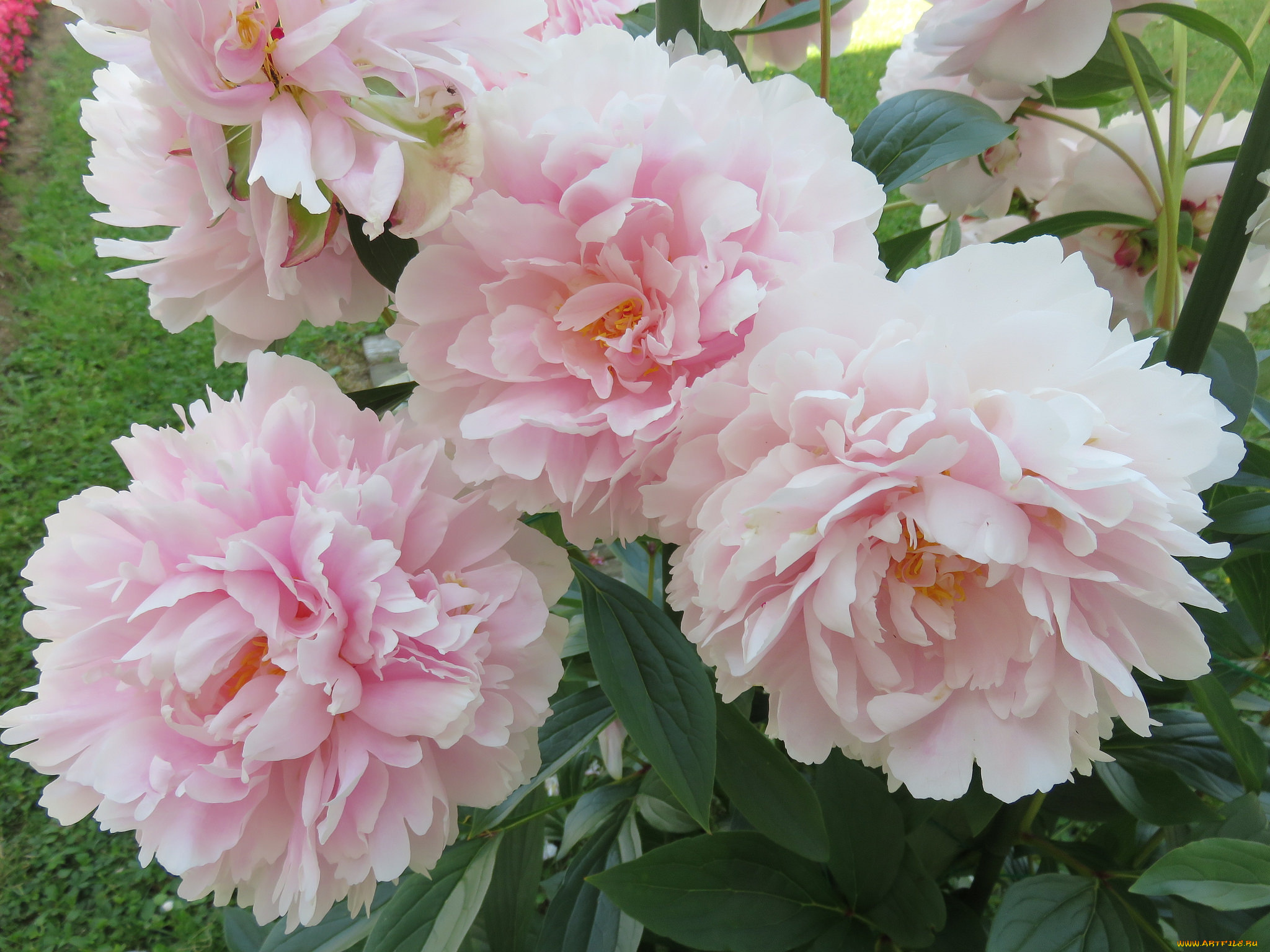 цветы, пионы, лепестки, бутон, пион, цветение, листья