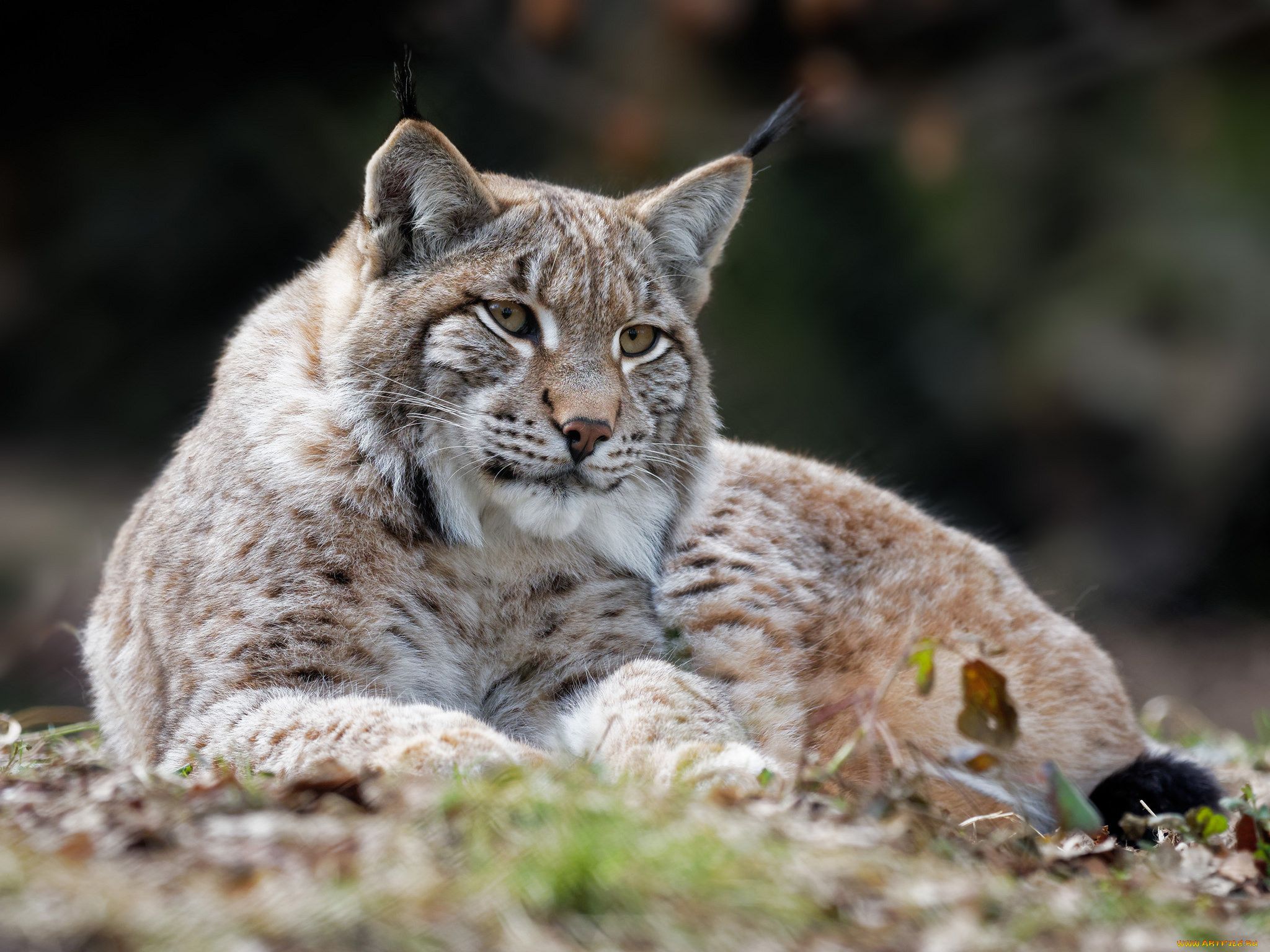 животные, рыси, профиль, отдых, животное, рысь, кошка