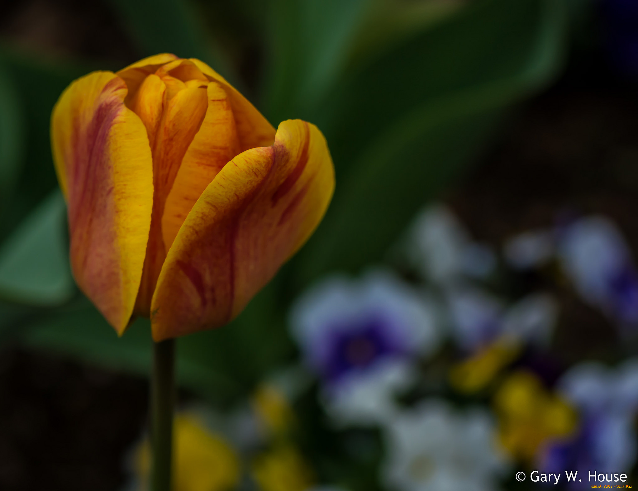 цветы, тюльпаны, тюльпан