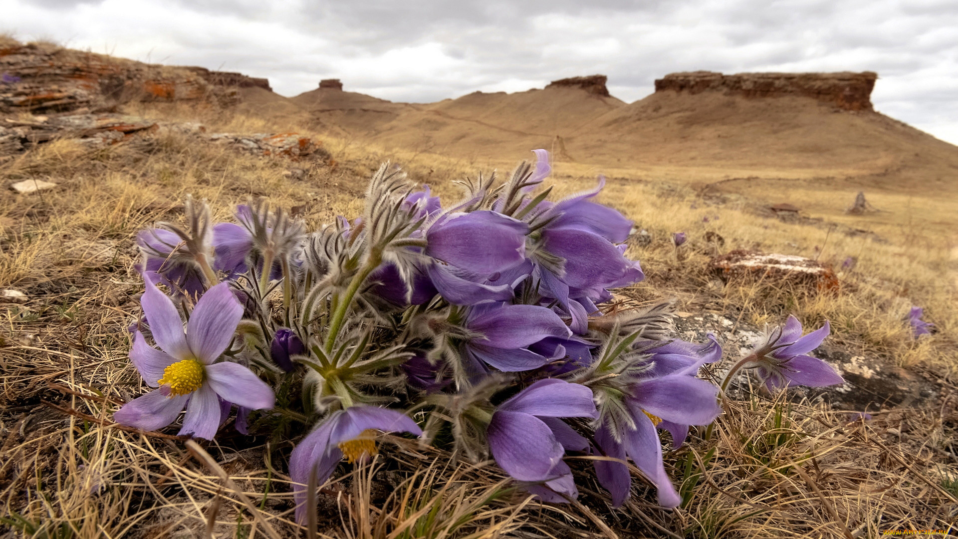 цветы, анемоны, , сон-трава, сон-трава