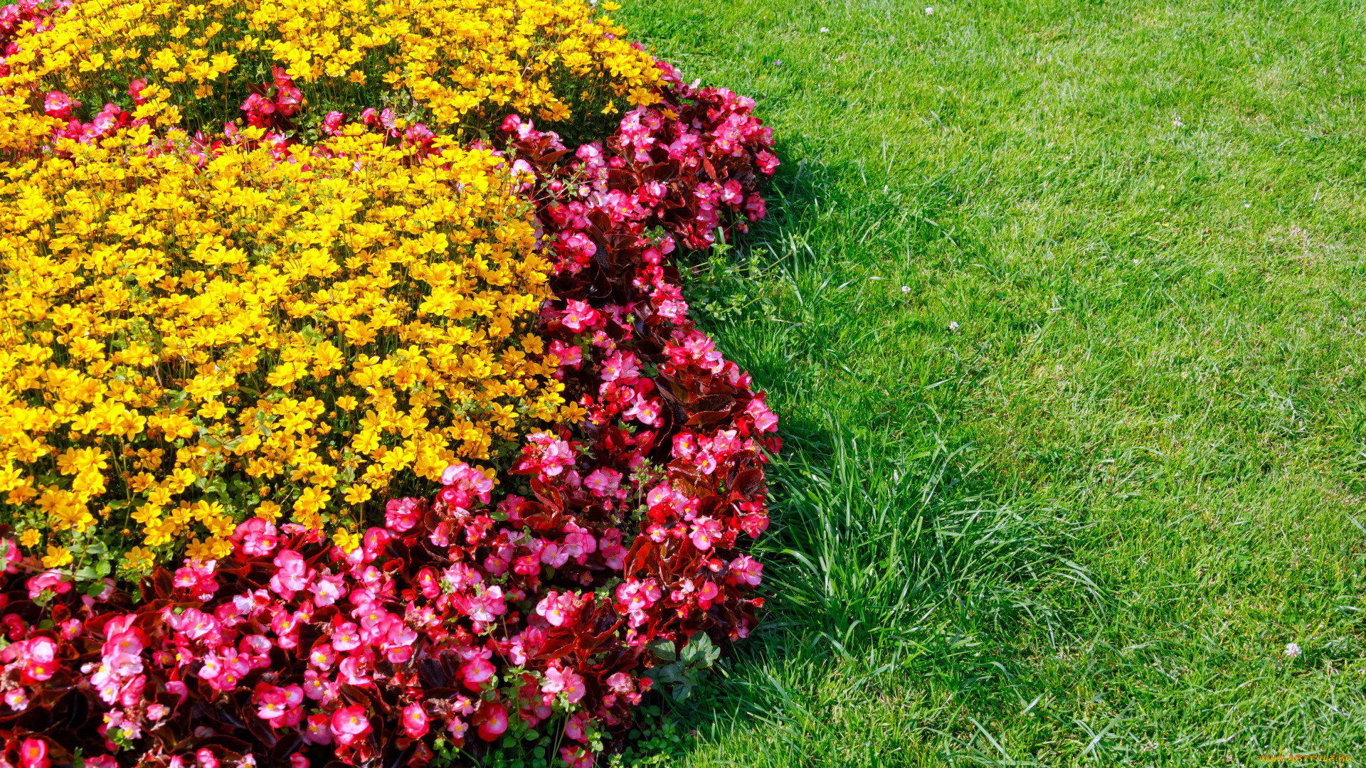 цветы, разные, вместе, клумба