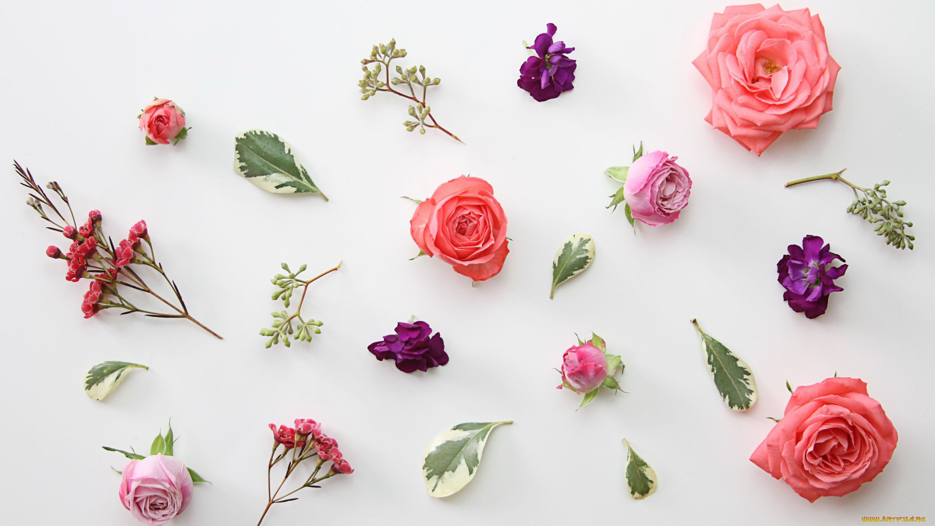 цветы, разные, вместе, розы, листья, бутоны