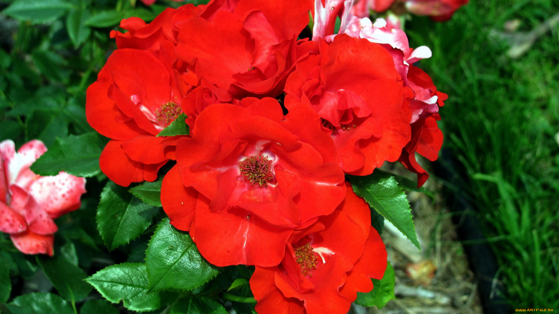 цветы, розы, алые
