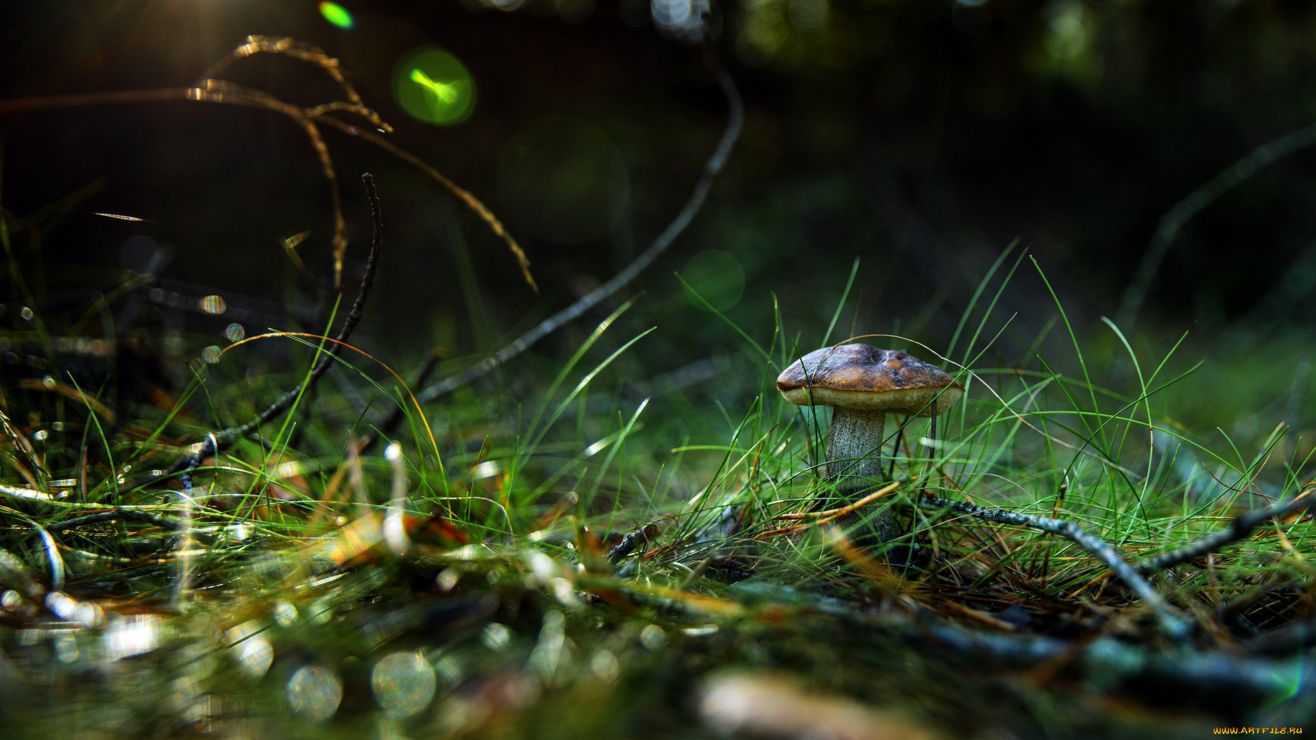 природа, грибы, трава, гриб, старый