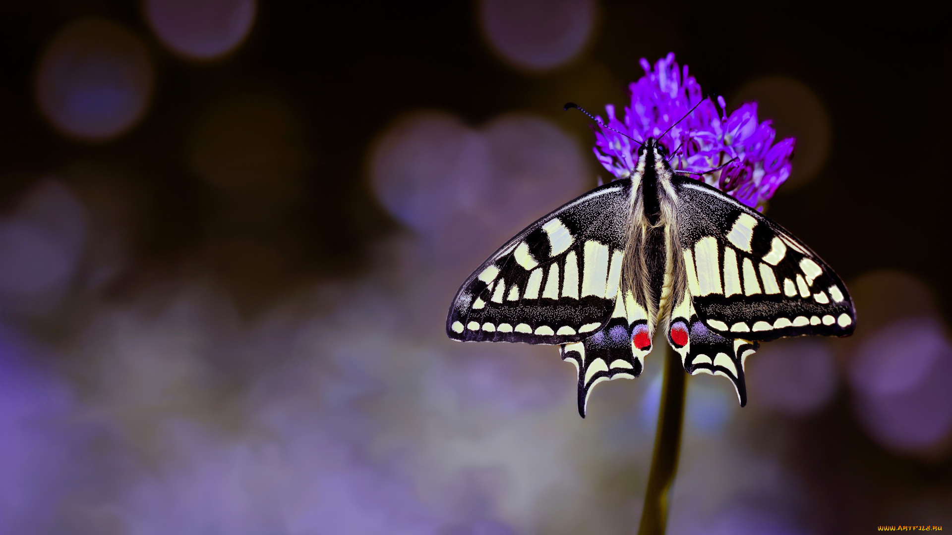 животные, бабочки, , мотыльки, , моли, цветок, макро, фон, бабочка, махаон