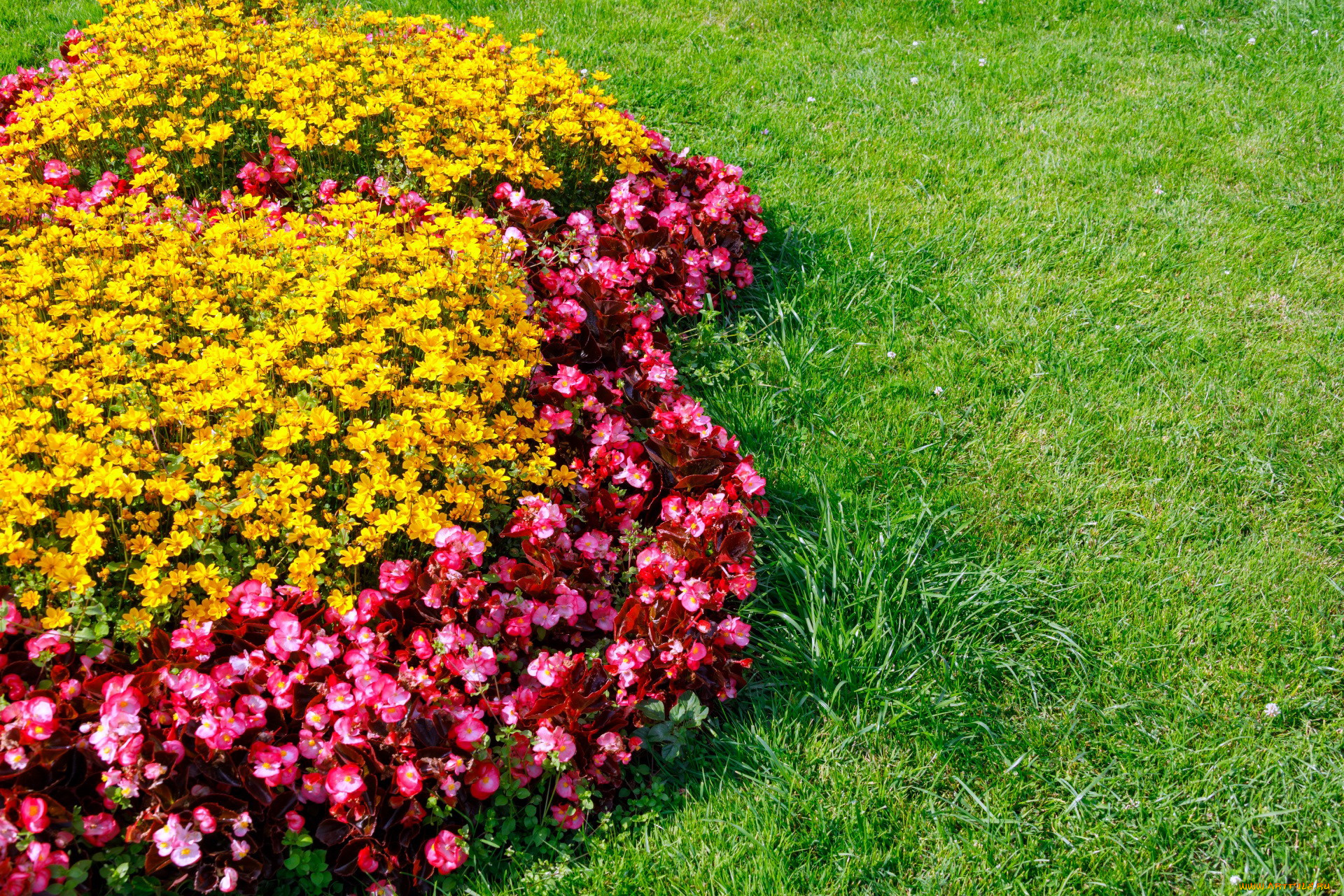 цветы, разные, вместе, клумба