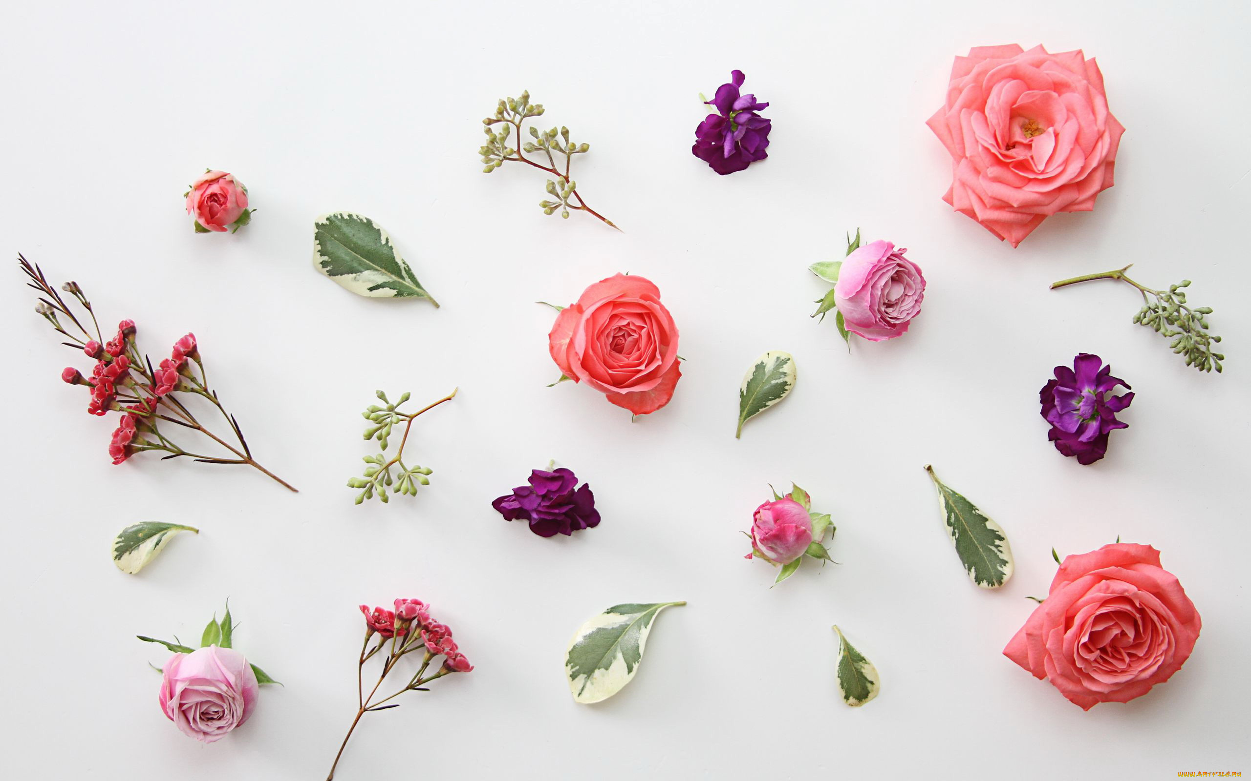 цветы, разные, вместе, розы, листья, бутоны