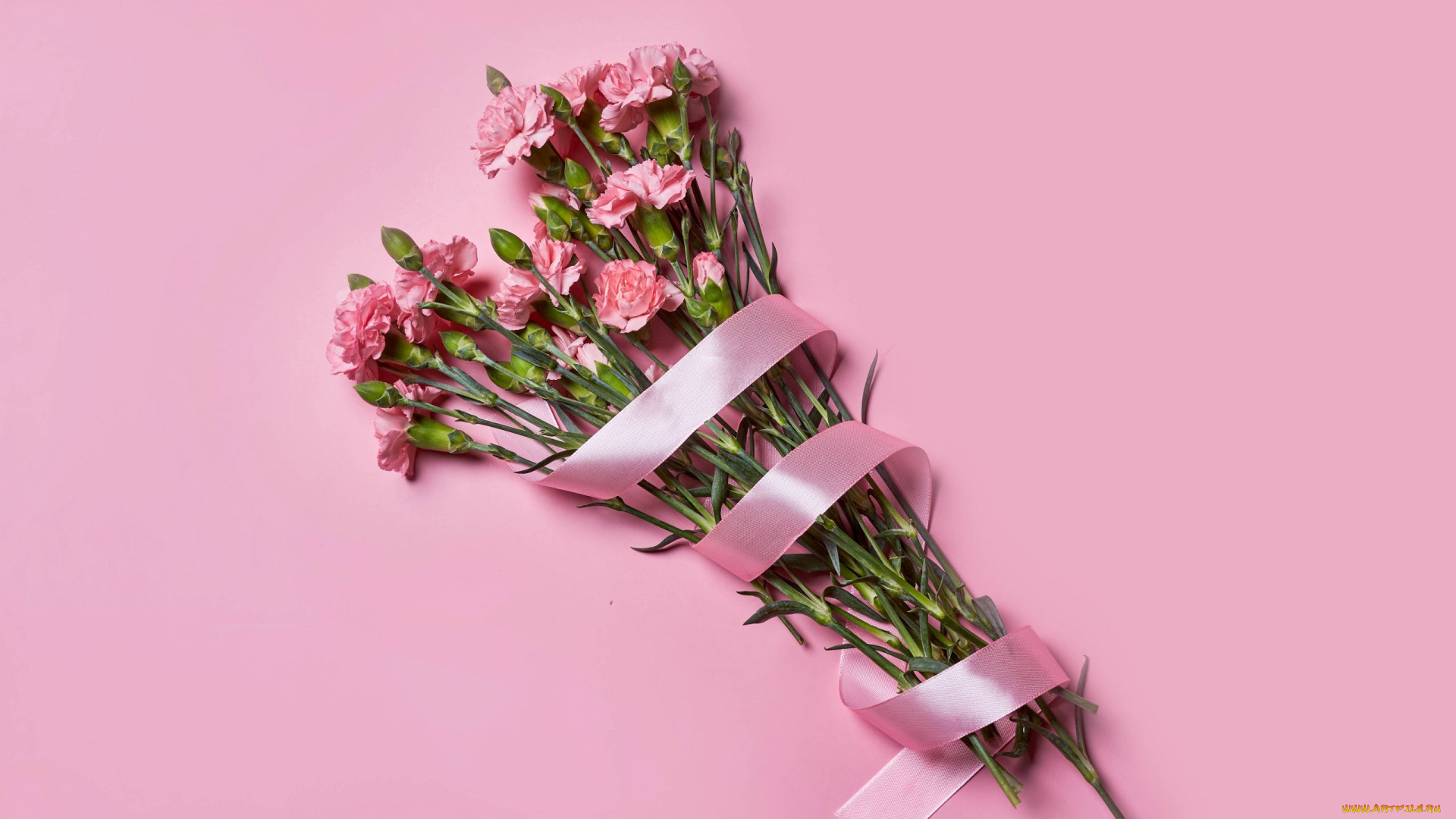 цветы, гвоздики, букет, гвоздика, розовая, лента
