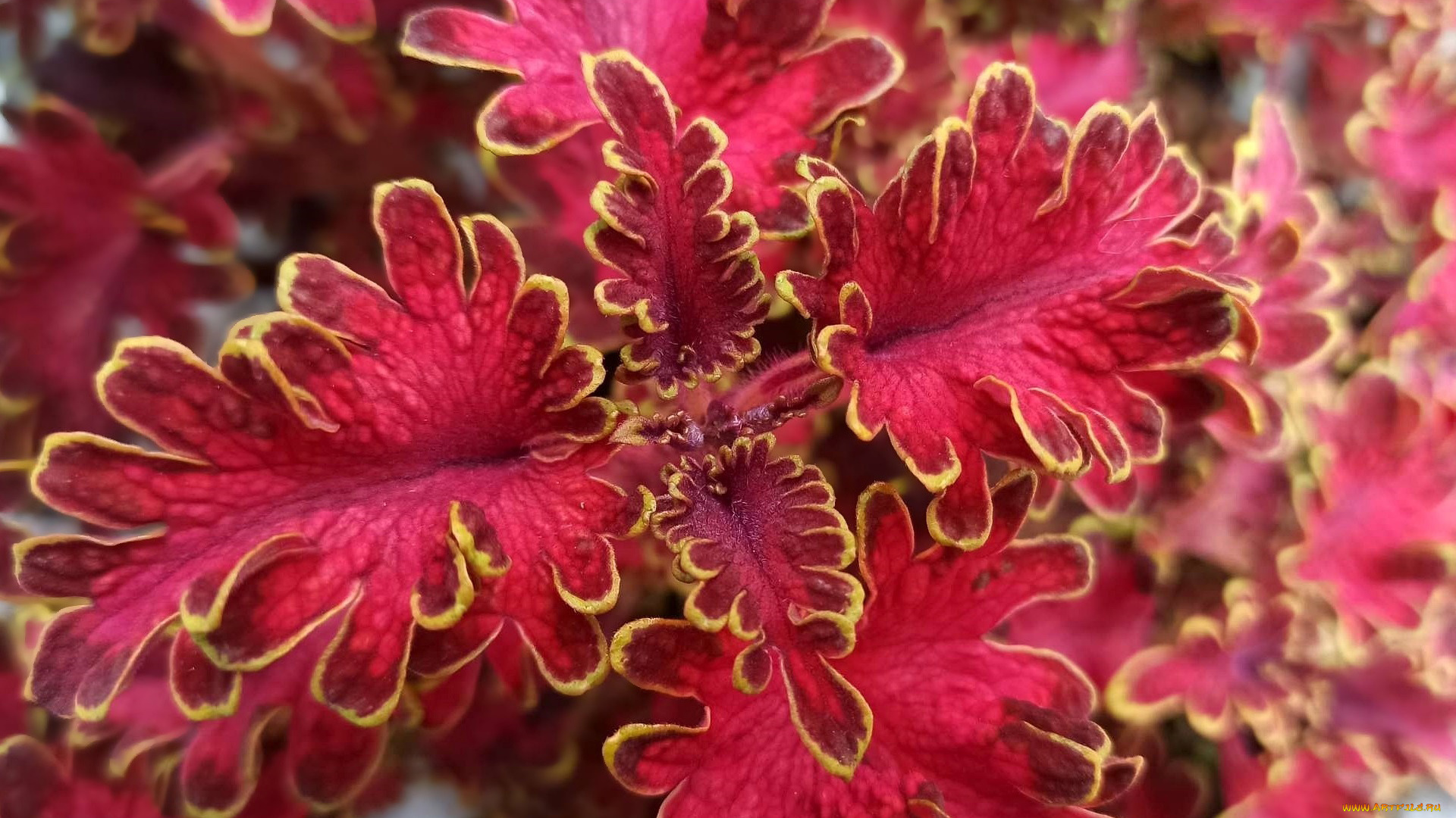 цветы, колеусы, , каладиумы, яркий, колеус, макро