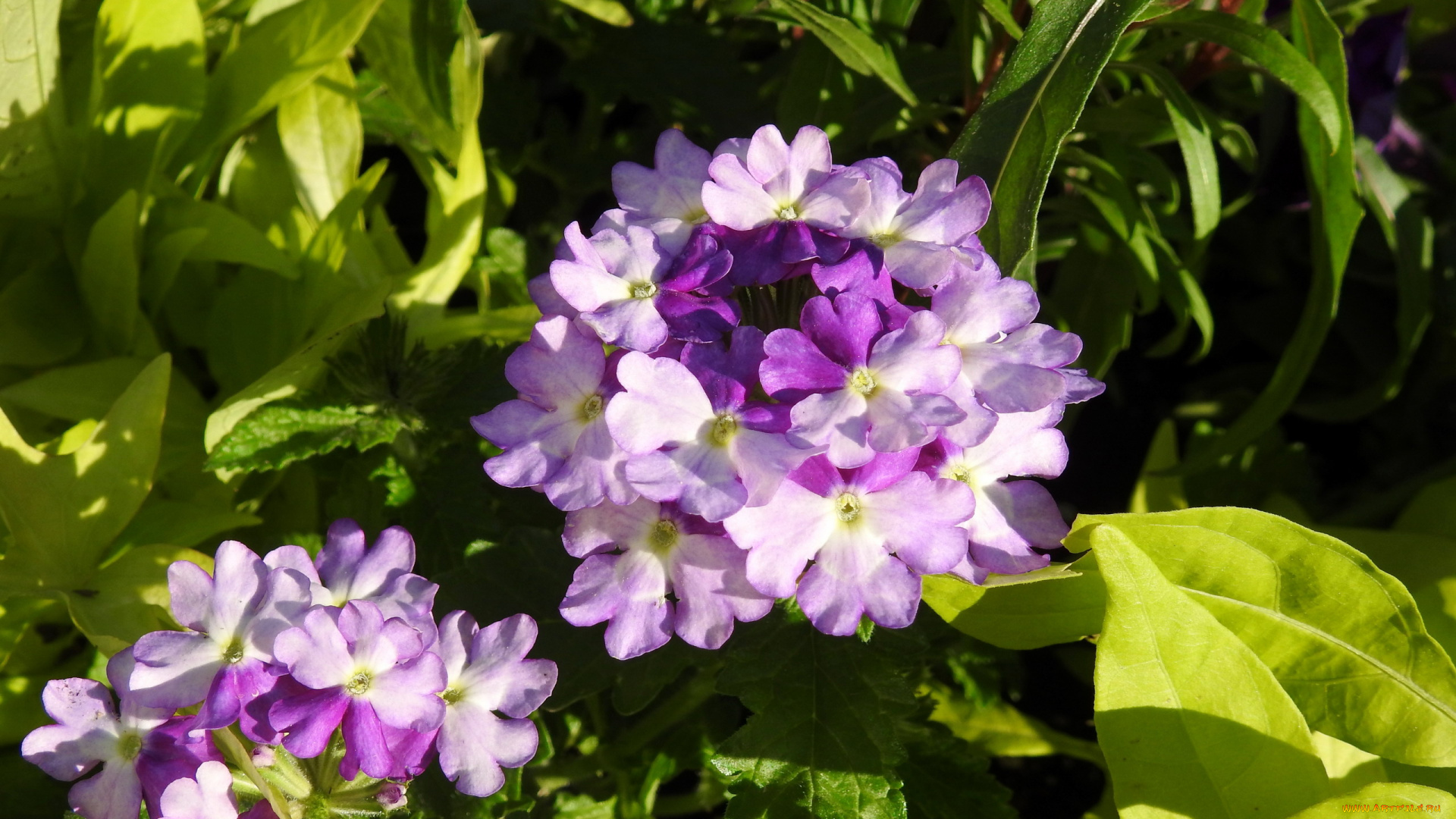 цветы, вербена, листья, макро