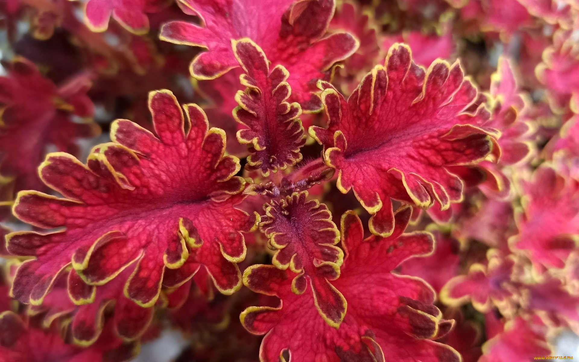 цветы, колеусы, , каладиумы, яркий, колеус, макро