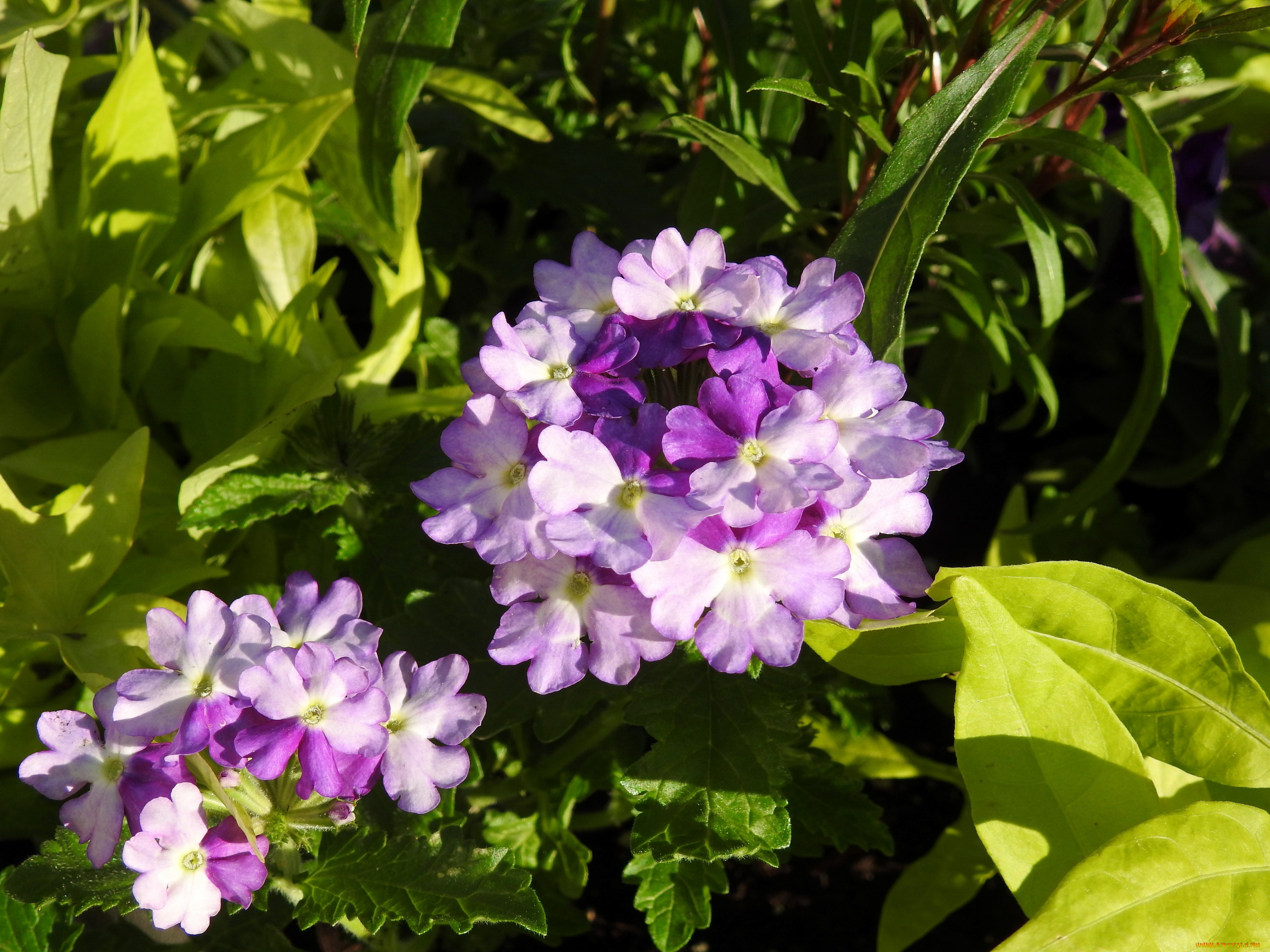 цветы, вербена, листья, макро