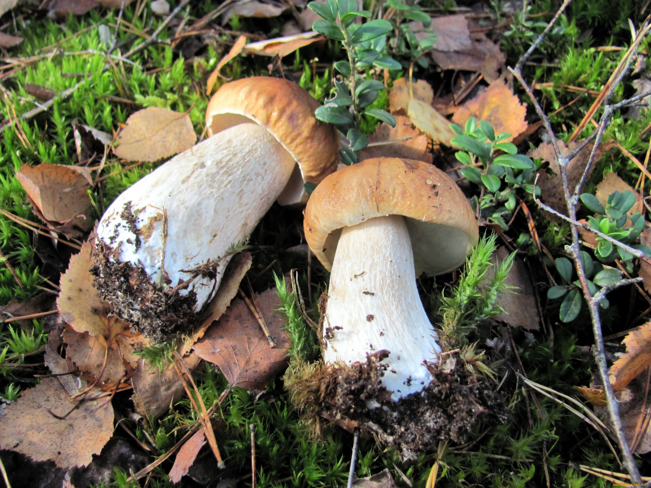 еда, грибы, , грибные, блюда, лесные, боровики