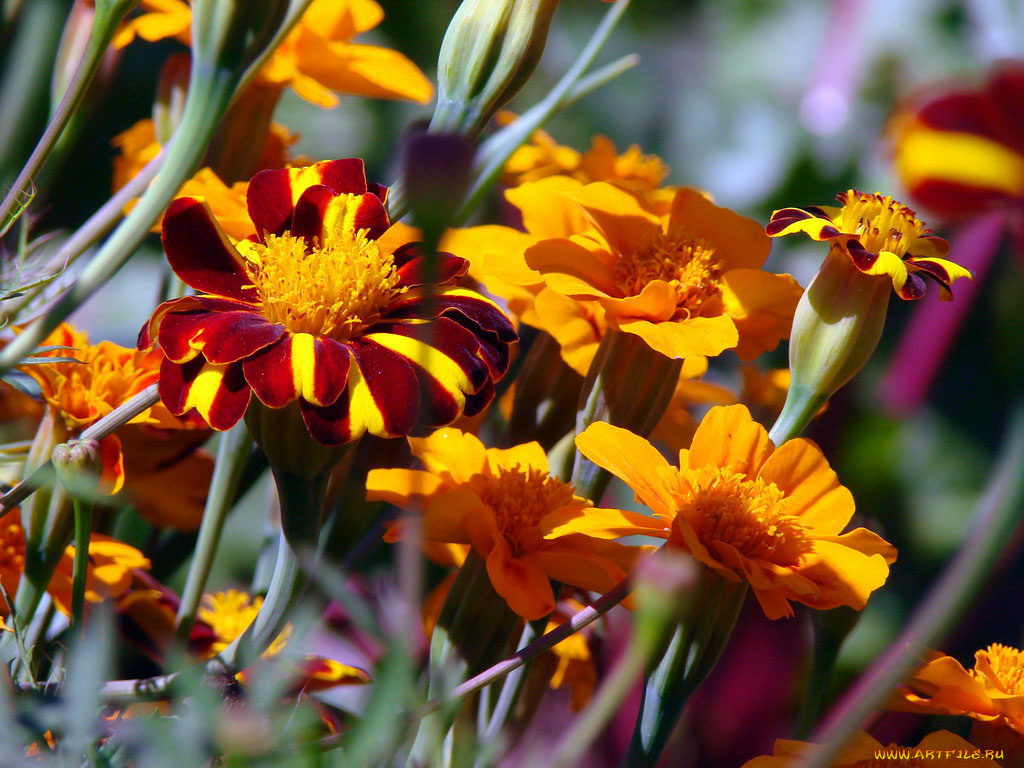 цветы, бархатцы