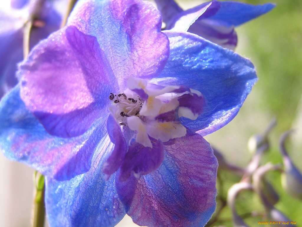 цветы, дельфиниум