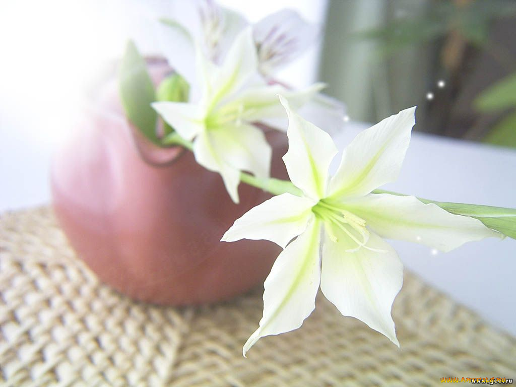 цветы, клематис, ломонос