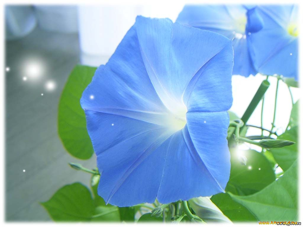 цветы, вьюнки, ипомеи