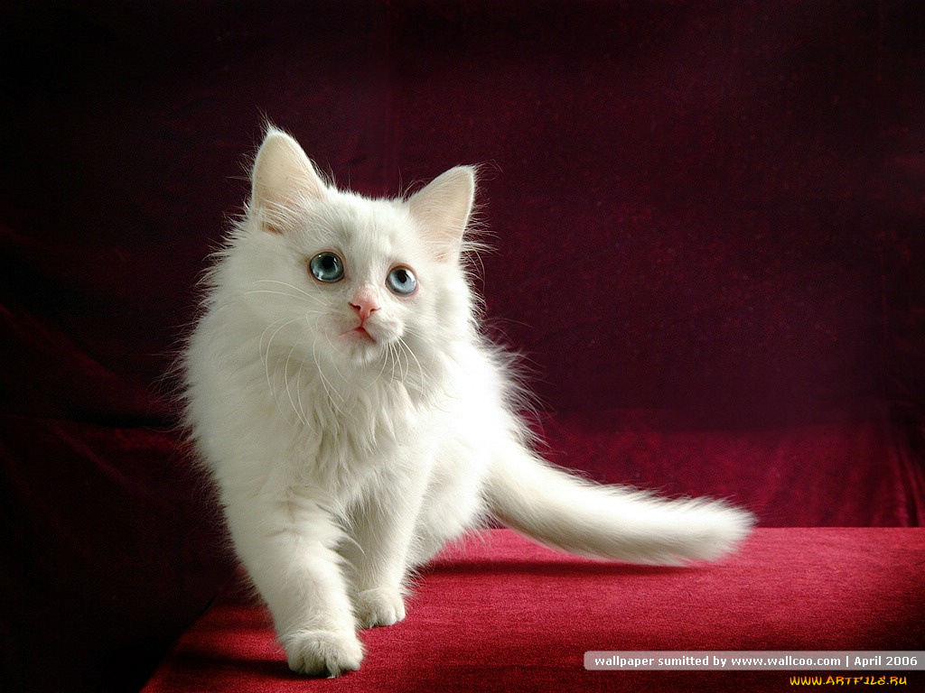 животные, коты