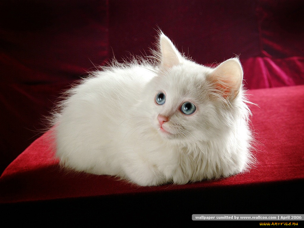 животные, коты