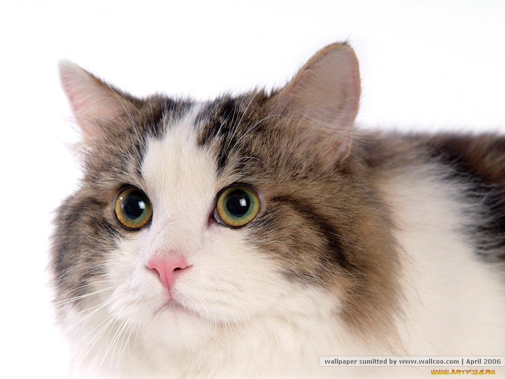 животные, коты