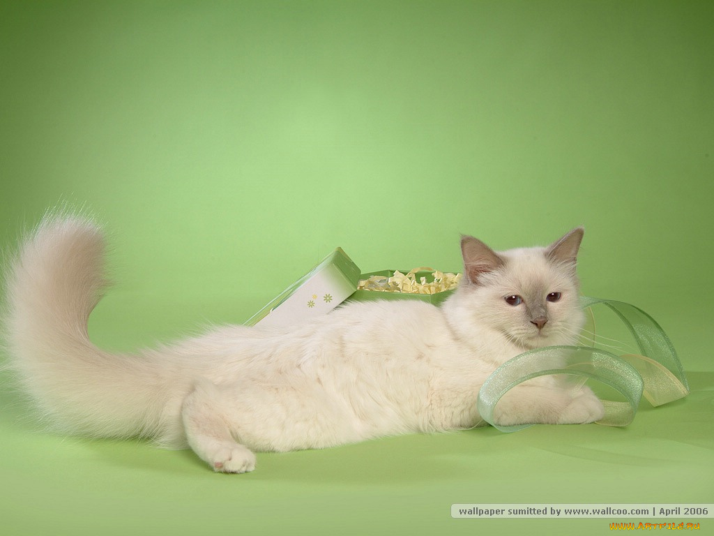 животные, коты