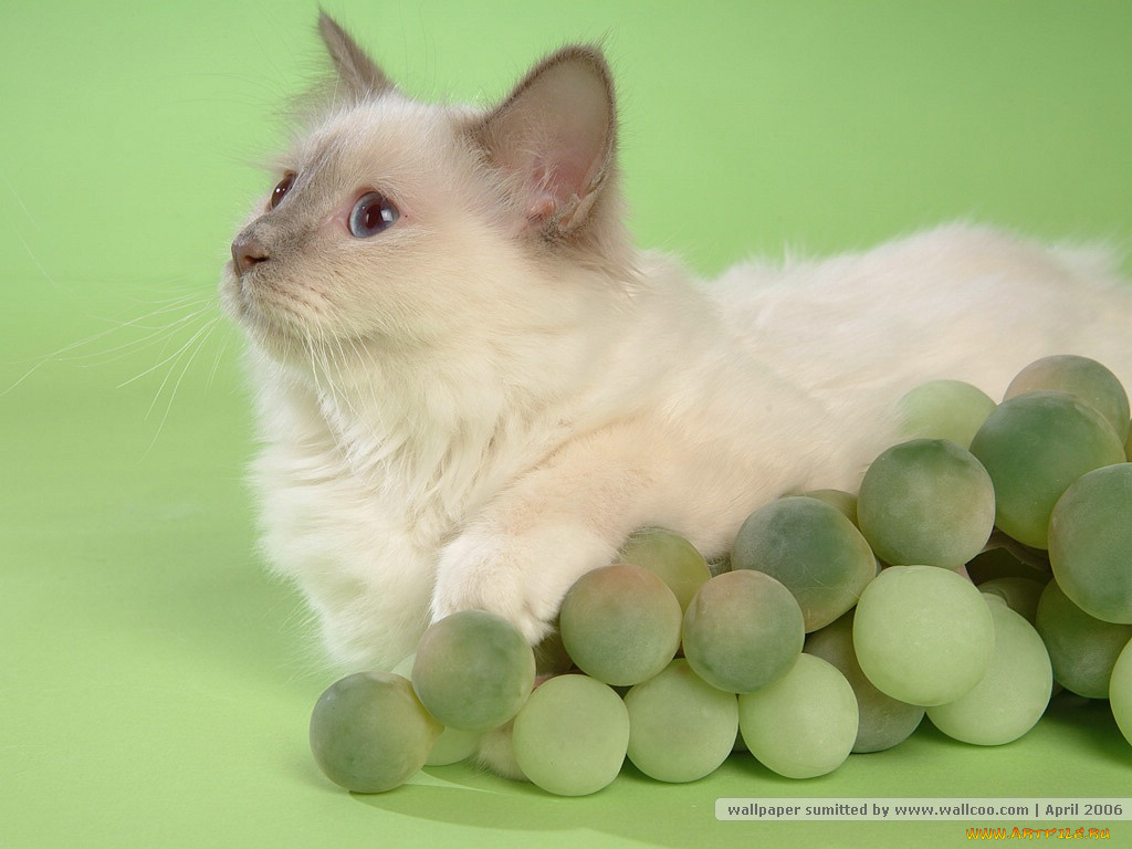 животные, коты