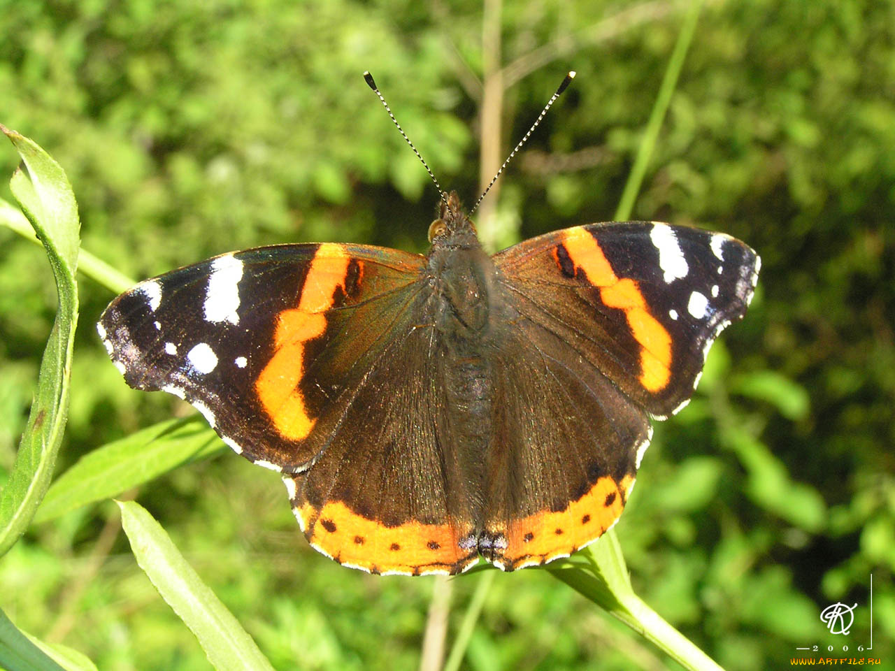 животные, бабочки