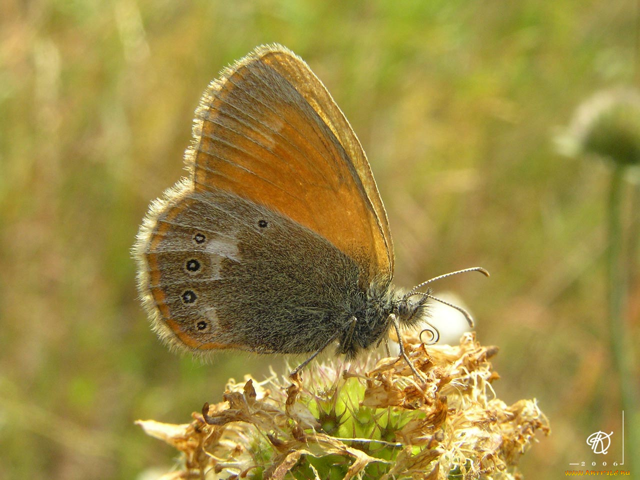 животные, бабочки