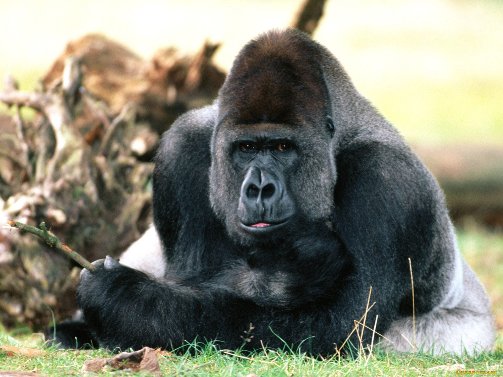 chilling, out, western, lowland, gorilla, животные, обезьяны