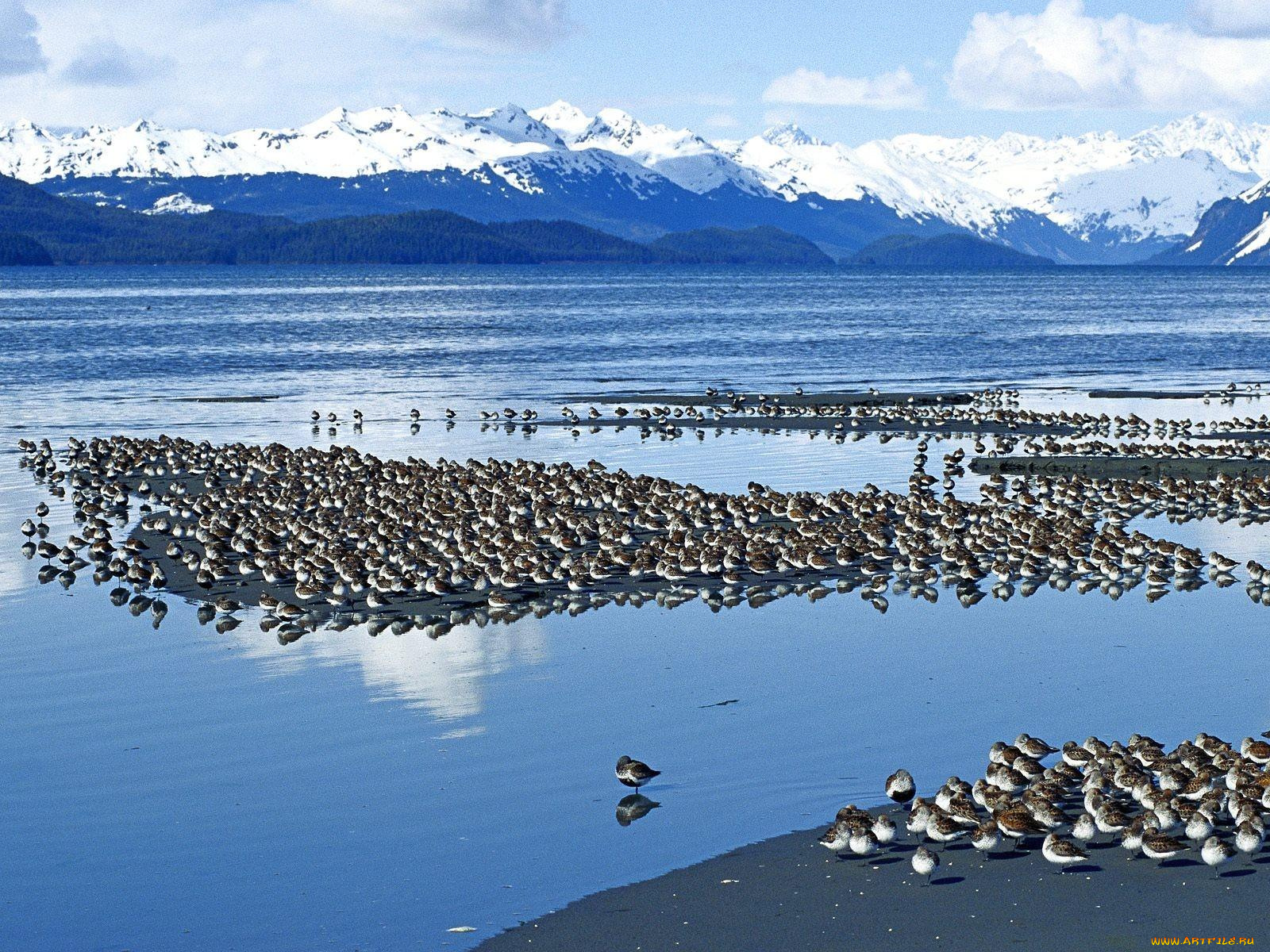 животные, утки