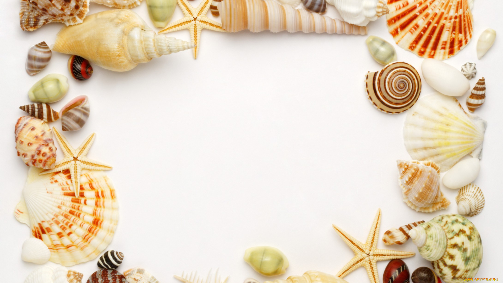 разное, ракушки, кораллы, декоративные, spa, камни