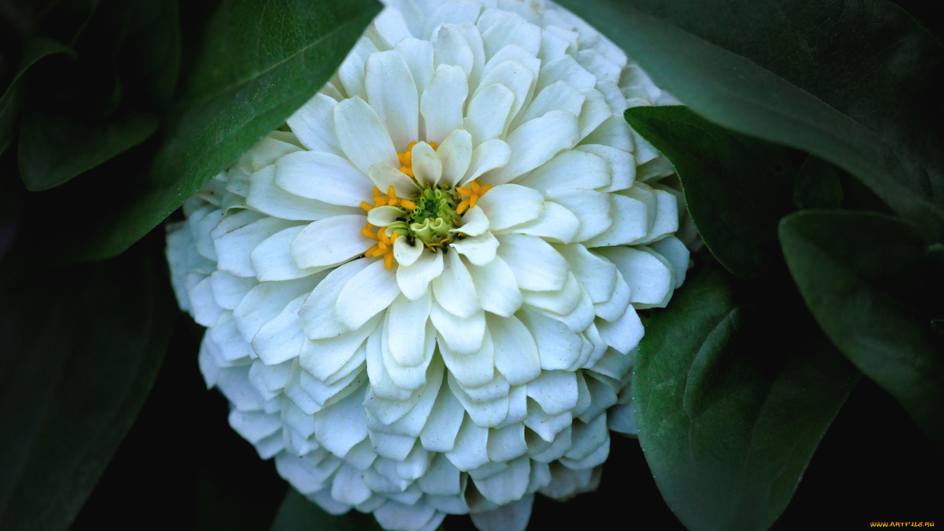 цветы, цинния, круглый, белый