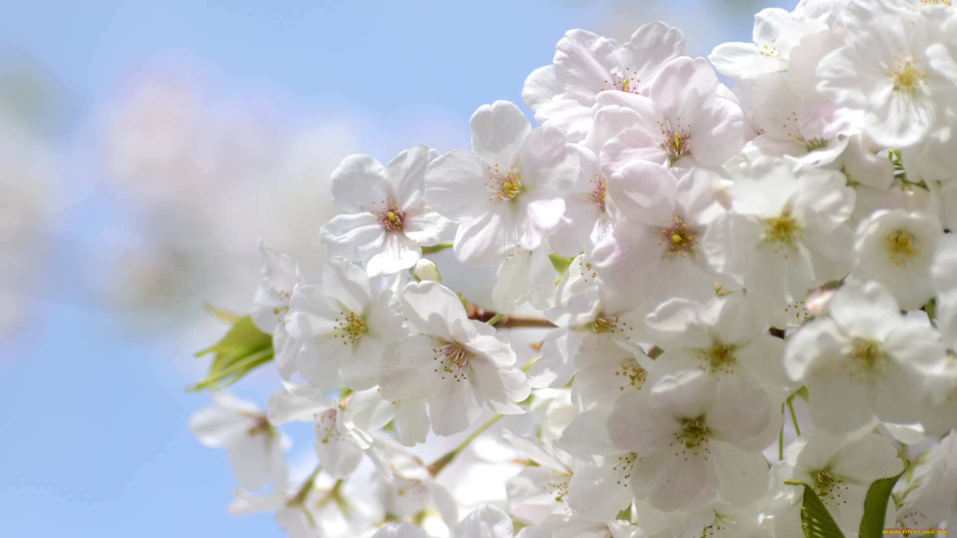 цветы, цветущие, деревья, кустарники, весна, белый