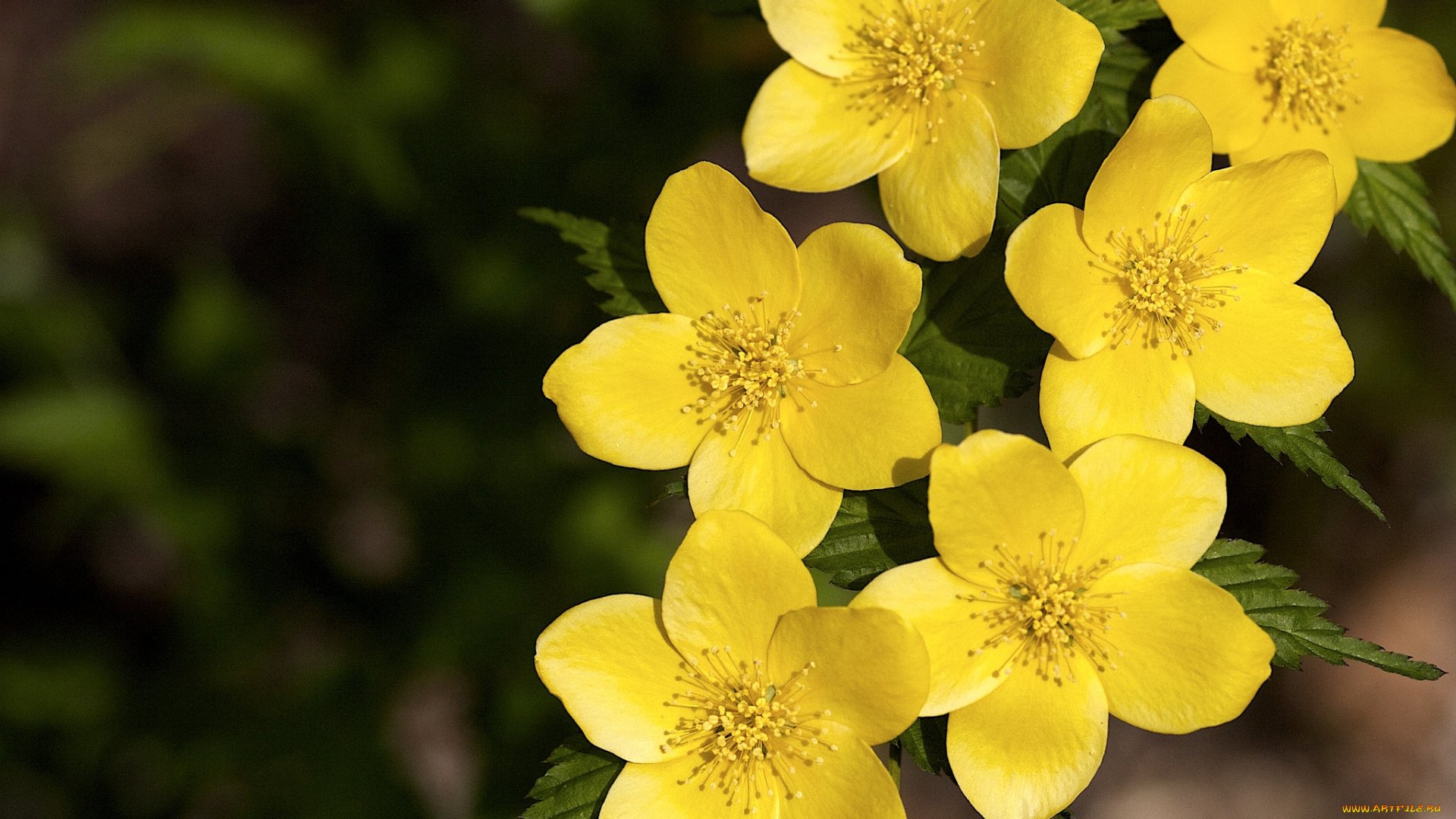 цветы, цветущие, деревья, кустарники, желтый