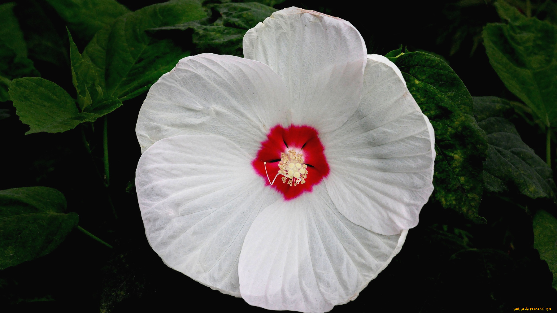 цветы, гибискусы, белый