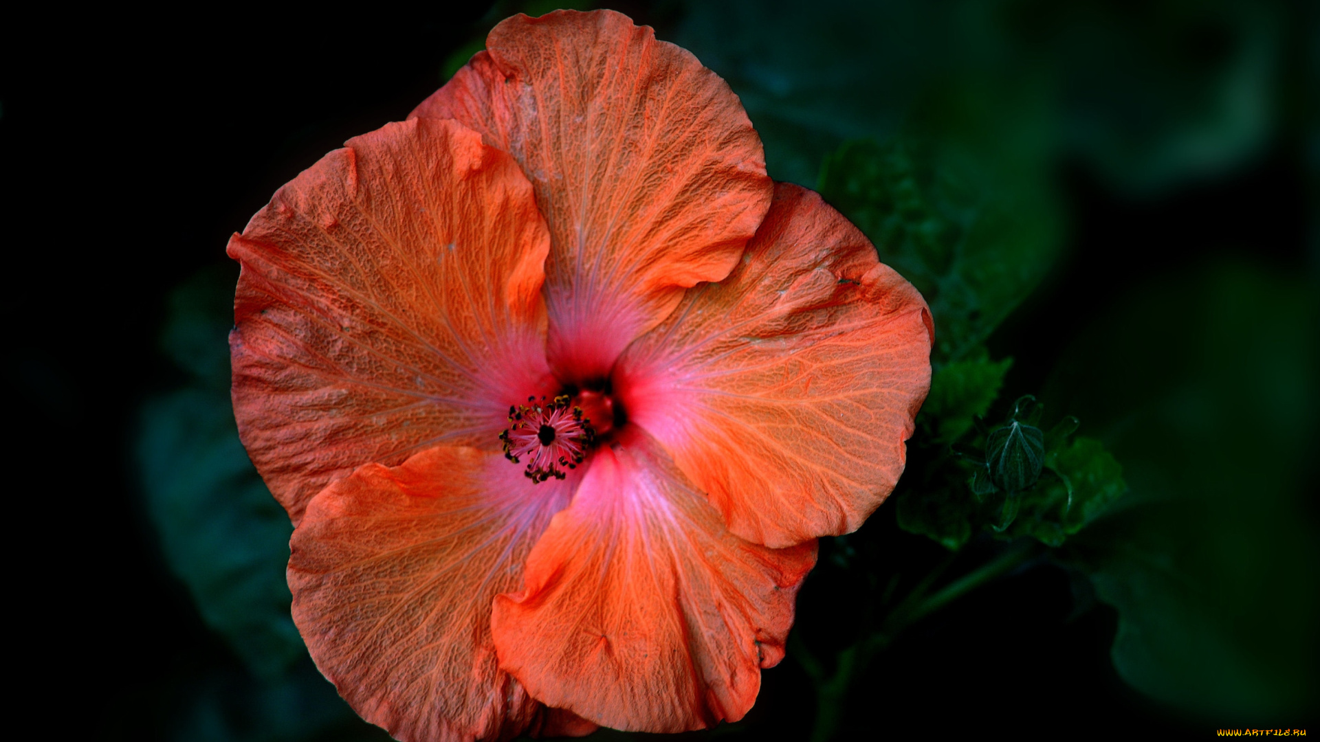 цветы, гибискусы, оранжевый, макро