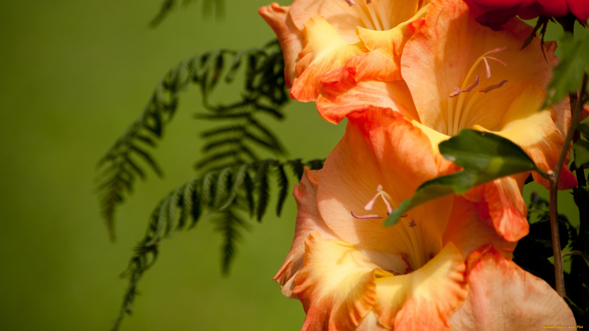 цветы, гладиолусы, макро