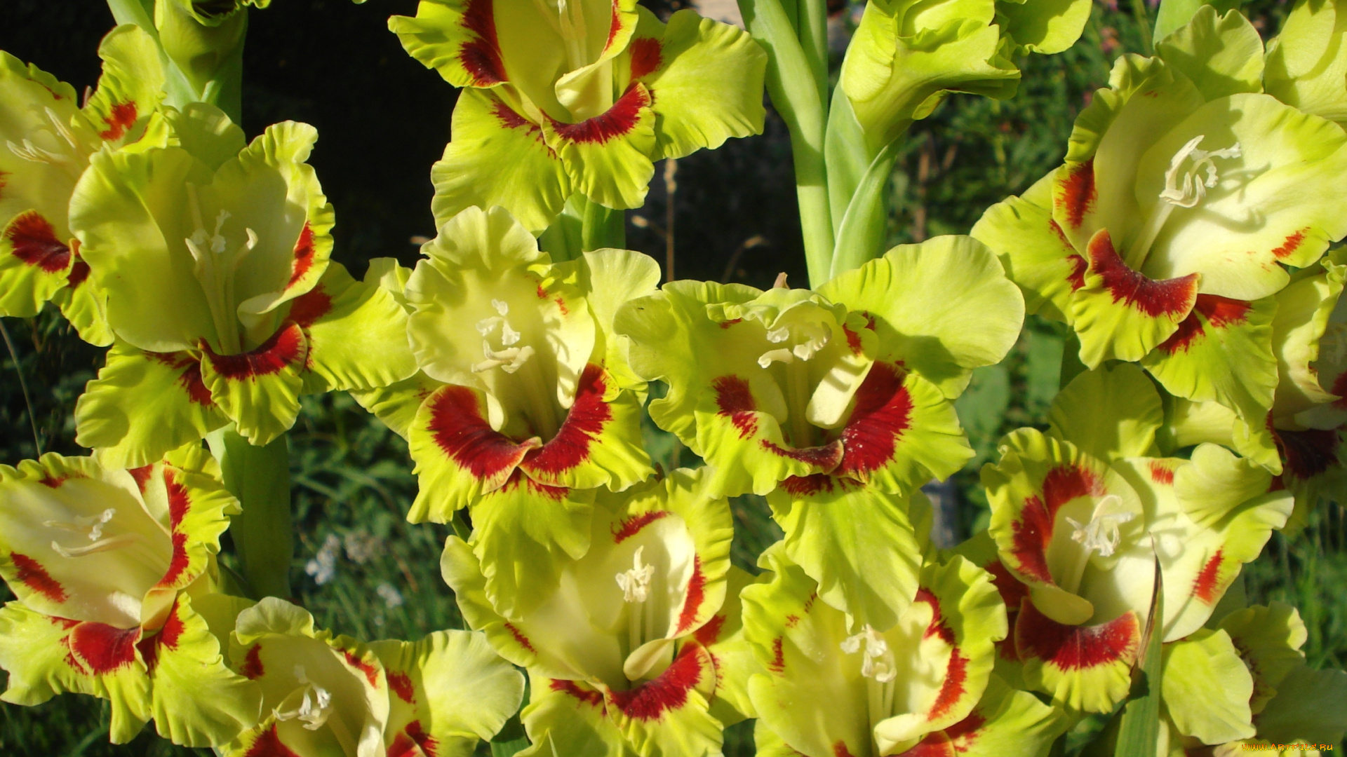 цветы, гладиолусы, пестрый