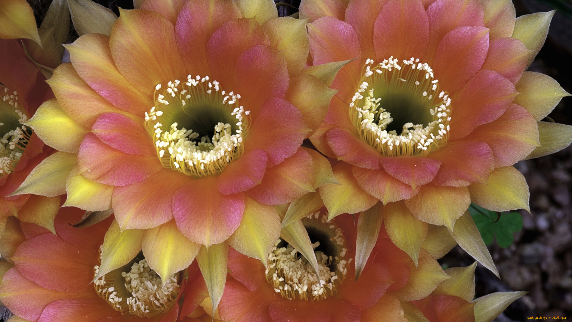 цветы, кактусы, красота