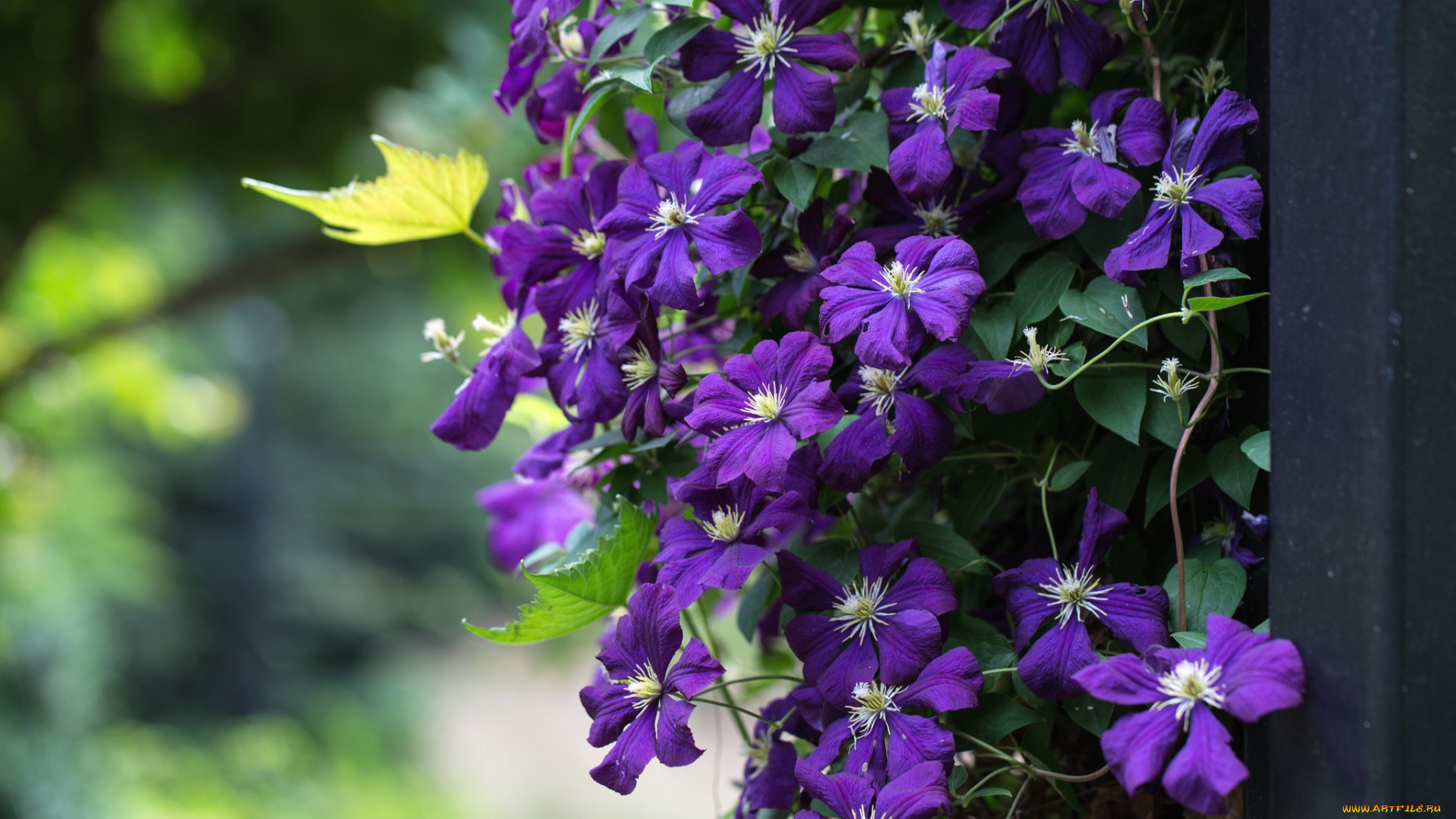 цветы, клематис, ломонос, фиолетовый