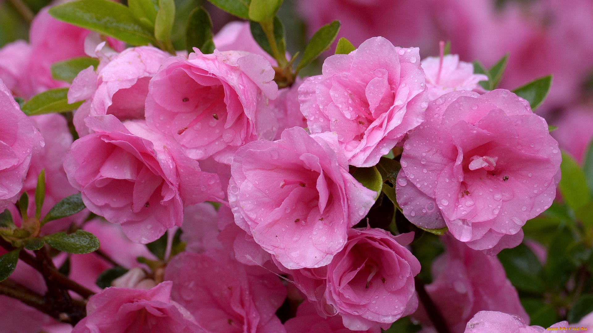 цветы, рододендроны, азалии, розовый, капли
