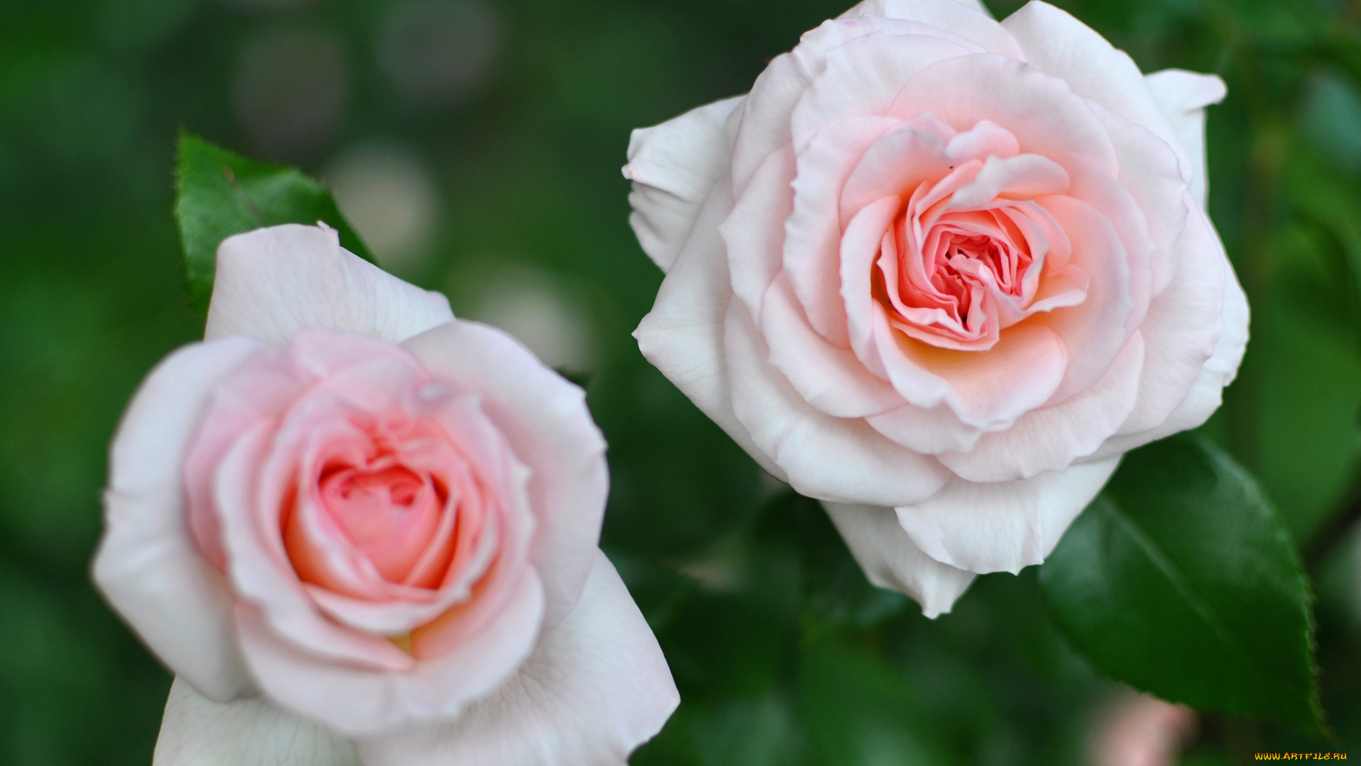 цветы, розы, дуэт