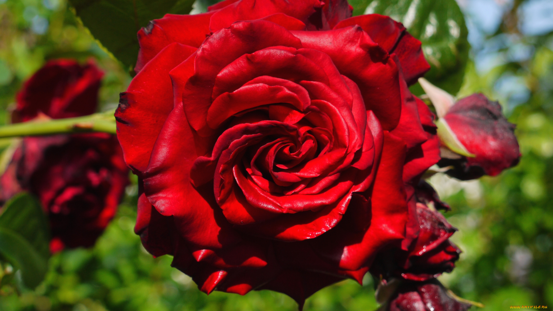 цветы, розы, красный