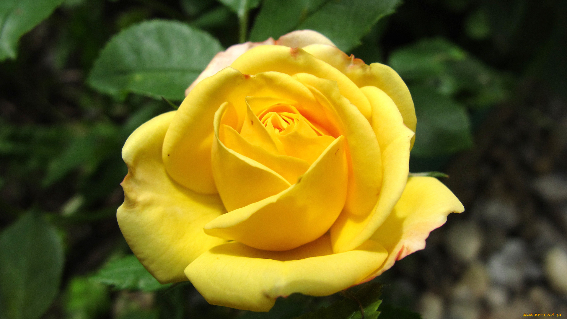 цветы, розы, роза, бутон, листья