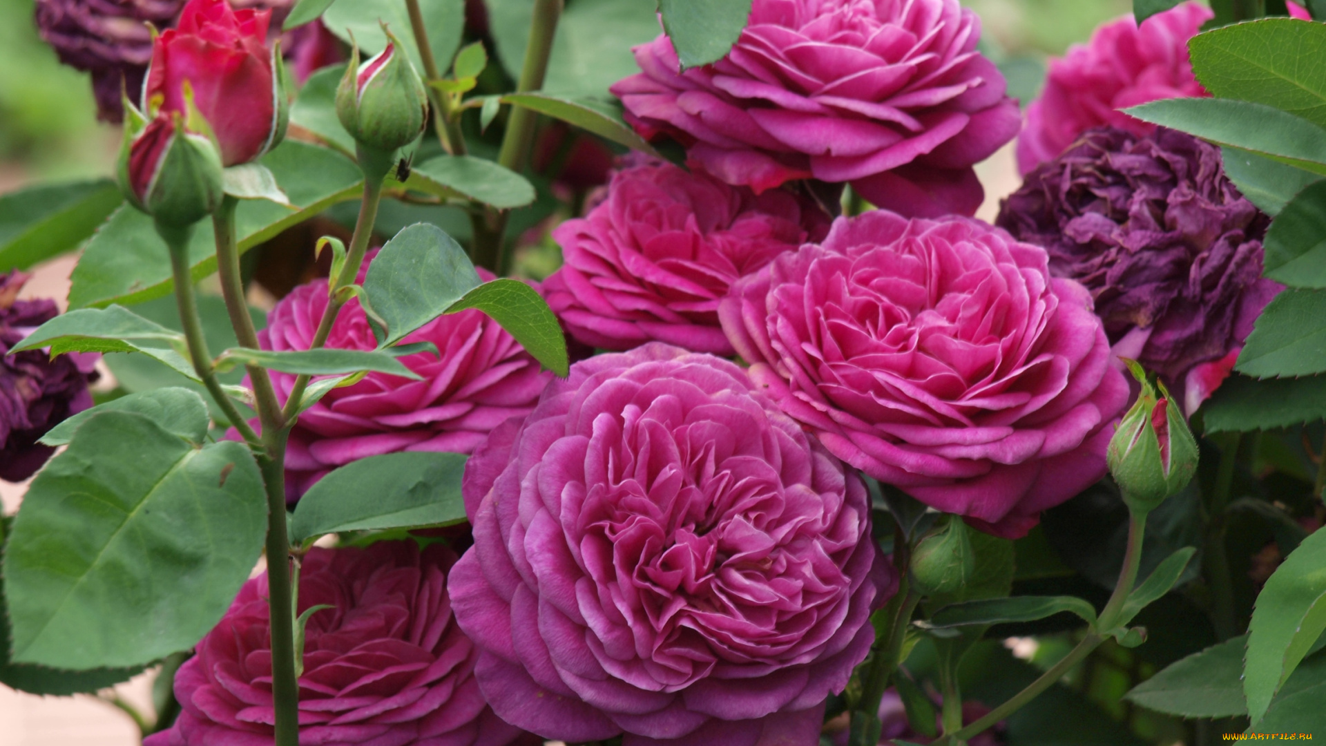 цветы, розы, розовый, куст